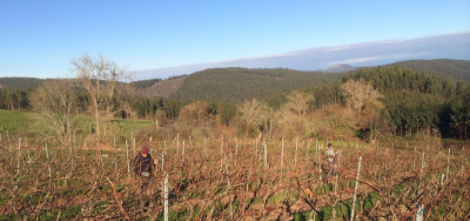 Bodegas Vidular. Enoturismo Cantabria