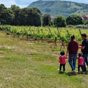 Bodegas Vidular. Enoturismo Cantabria