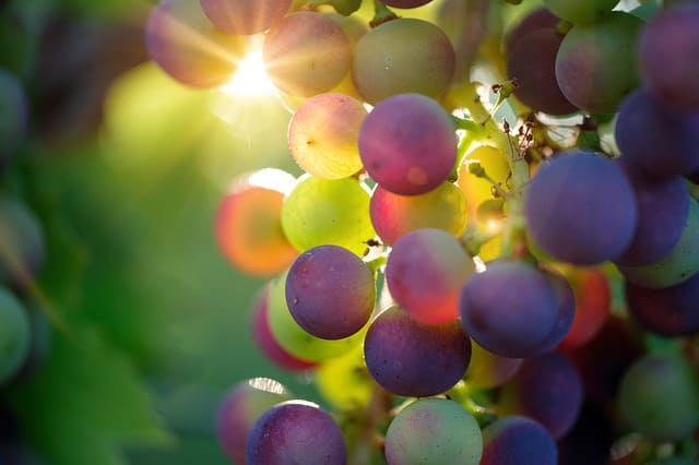 enoturismo en cantabria. Bodegas vidular