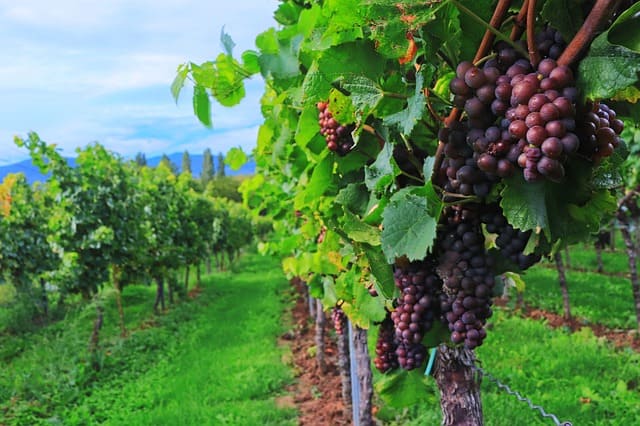 enoturismo en cantabria. Bodegas vidular