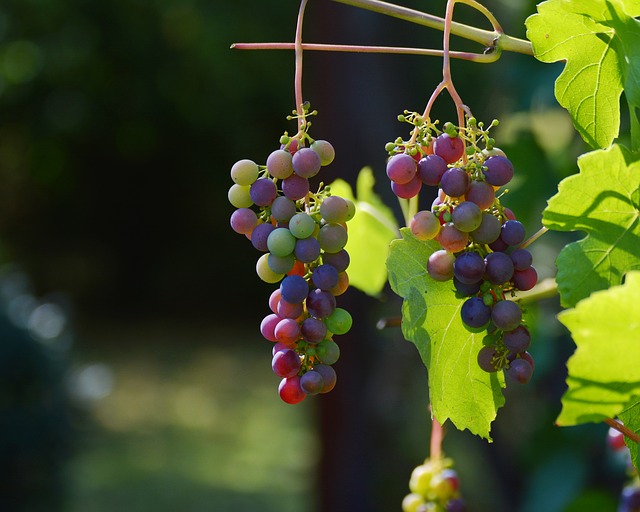 enoturismo en cantabria. Bodegas vidular