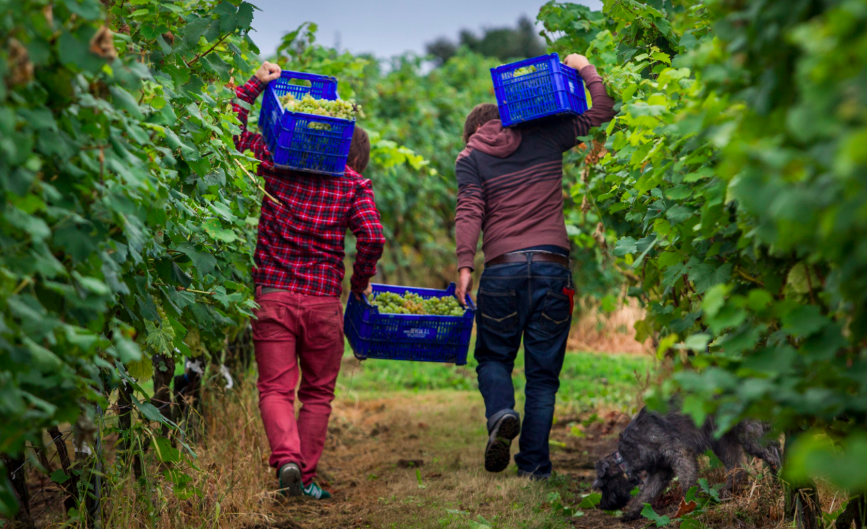 enoturismo en cantabria. Bodegas vidular