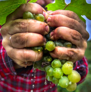 enoturismo en cantabria. Bodegas vidular