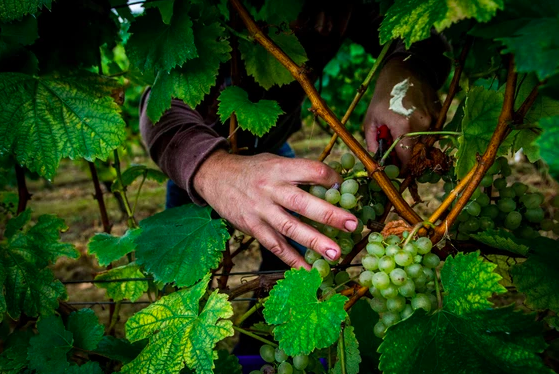 Bodegas Vidular: propiedades digestivas y beneficiosas del orujo