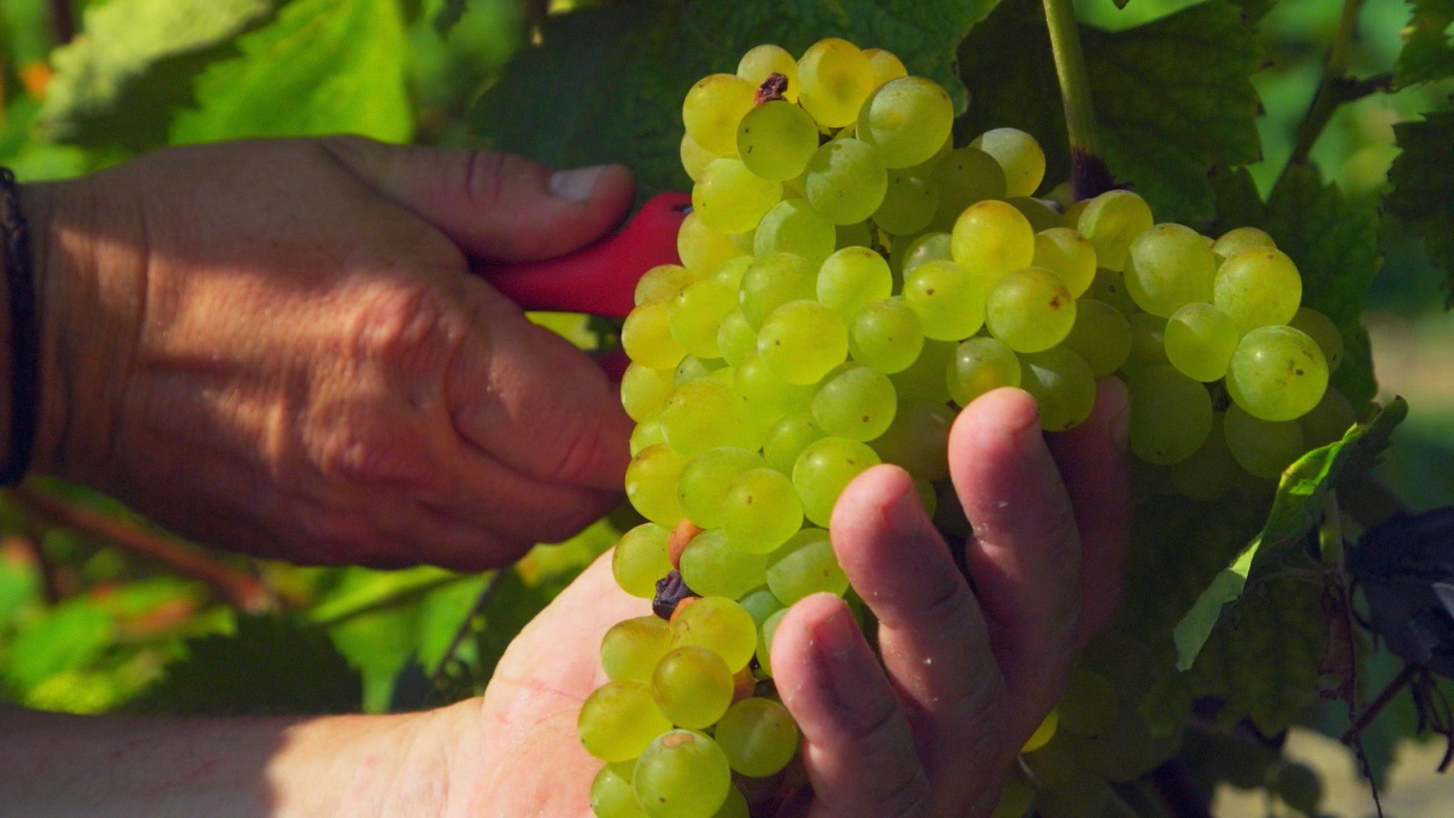 Enoturismo Cantabria, Bodegas Vidular