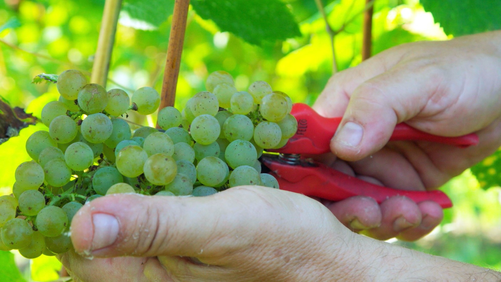 Turismo enológico Cantabria. Bodegas Vidular