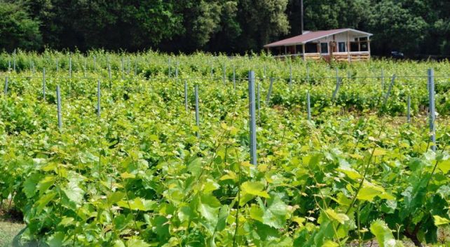 Enoturismo en Cantabria - Bodegas vidular