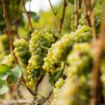 vinos Cantabria. Bodegas Vidular