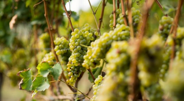 vinos Cantabria. Bodegas Vidular