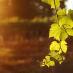vinos cantabria. Bodegas Vidular