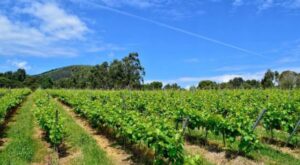 enoturismo en Cantabria Bodegas Vidular