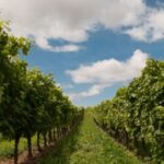 Enoturismo en Cantabria. Bodegas Vidular