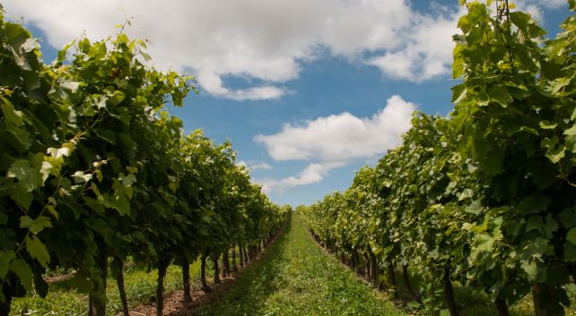 Enoturismo en Cantabria. Bodegas Vidular