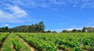 vino blanco. enoturismo en cantabria. Bodegas Vidular