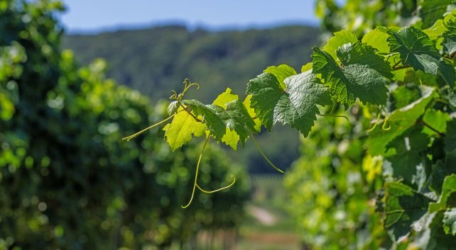 enoturismo primavera en Cantabria Bodegas Vidular