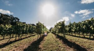 enoturismo primavera en Cantabria Bodegas Vidular