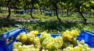Vinos Blancos de Cantabria. Bodegas Vidular 