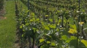 Ideas para un fin de semana en Cantabria Enoturismo en Cantabria. Bodegas Vidular 