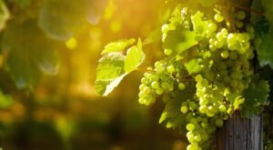 Ideas para un fin de semana en Cantabria Enoturismo en Cantabria. Bodegas Vidular 