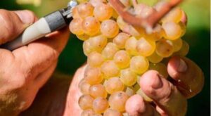 Winetruck eventos con vino en Cantabria Bodegas Vidular