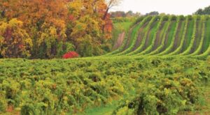 Ciclo anual del viñedo. Enoturismo en Cantabria. Bodegas Vidular