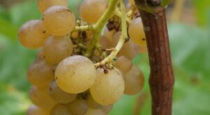 Ciclo anual del viñedo. Enoturismo en Cantabria. Bodegas Vidular