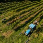 Ciclo anual del viñedo. Enoturismo en Cantabria. Bodegas Vidular