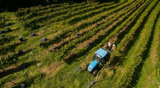Ciclo anual del viñedo. Enoturismo en Cantabria. Bodegas Vidular