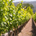 esconectar del estrés alojamiento rural. Bodegas Vidular