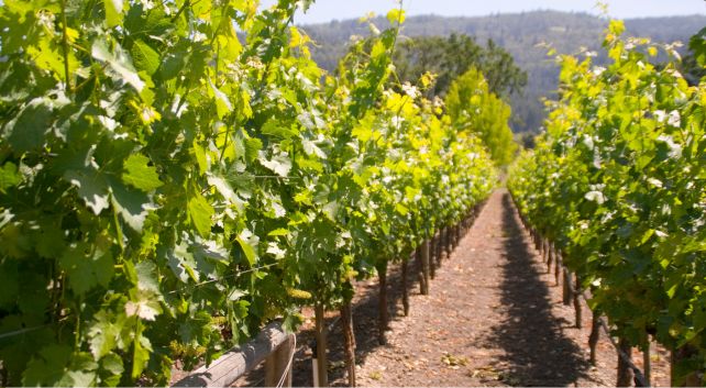 esconectar del estrés alojamiento rural. Bodegas Vidular
