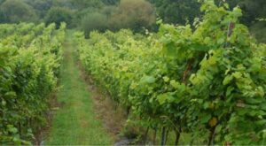 esconectar del estrés alojamiento rural. Bodegas Vidular