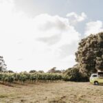 Wine trucks en eventos Bodegas Vidular