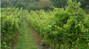 actividades relajantes en la naturaleza de Cantabria Bodegas Vidular