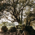 actividades relajantes en la naturaleza de Cantabria Bodegas Vidular