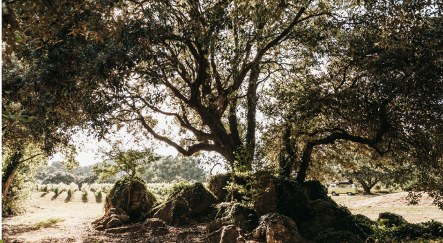 actividades relajantes en la naturaleza de Cantabria Bodegas Vidular