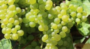rutas y enoturismo en Cantabria Bodegas Vidular