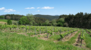Casa rural con viñedo en Cantabria Bodegas Vidular