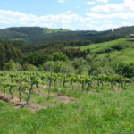 Casa rural con viñedo en Cantabria Bodegas Vidular