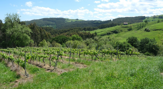 Casa rural con viñedo en Cantabria Bodegas Vidular