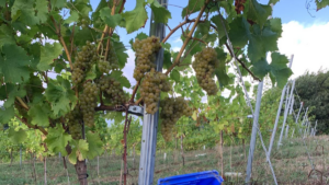 la vendimia en viñedos cántabros Bodegas Vidular