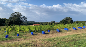 la vendimia en viñedos cántabros Bodegas Vidular