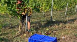 la vendimia en viñedos cántabros Bodegas Vidular