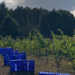 la vendimia en viñedos cántabros Bodegas Vidular
