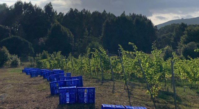 la vendimia en viñedos cántabros Bodegas Vidular