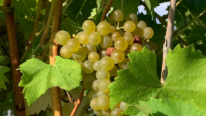 proceso de elaboración de vinos blancos Bodegas Vidular