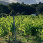 proceso de elaboración de vinos blancos Bodegas Vidular
