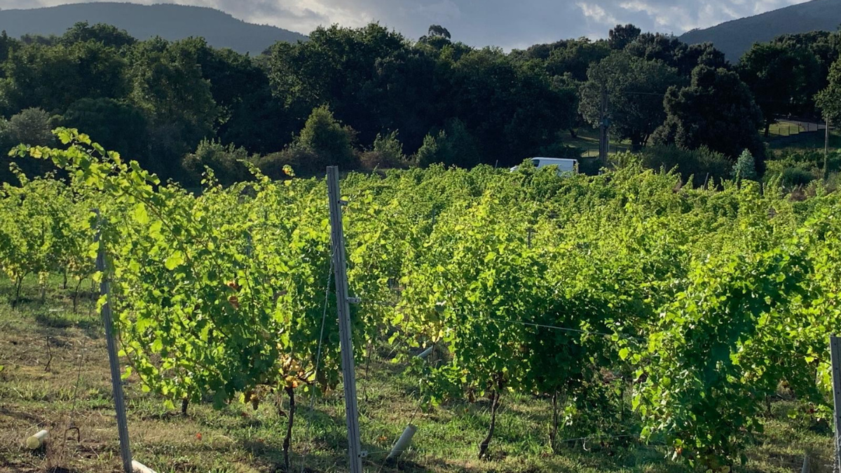 proceso de elaboración de vinos blancos Bodegas Vidular