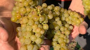 turismo sostenible en bodegas de Cantabria Bodegas Vidular